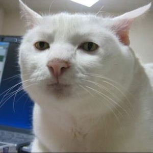 Meet your Posher, Anissa